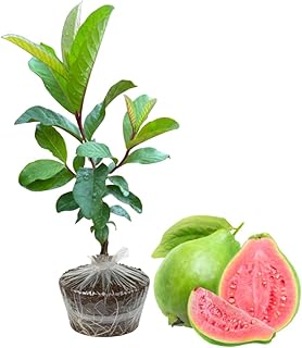 Pink Guava Plant Live, Guava Tree, Pink Guava Fruit Tree Plant, 5-9 Inch Tall for Planting Outdoor