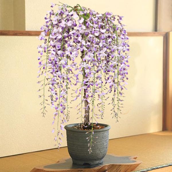 Amazon | 遊恵盆栽：盆栽 一才藤（みまや焼水昇岩鉢）*（春に開花