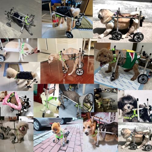 Fauteuil roulant pour chien redonnez le bonheur de marcher