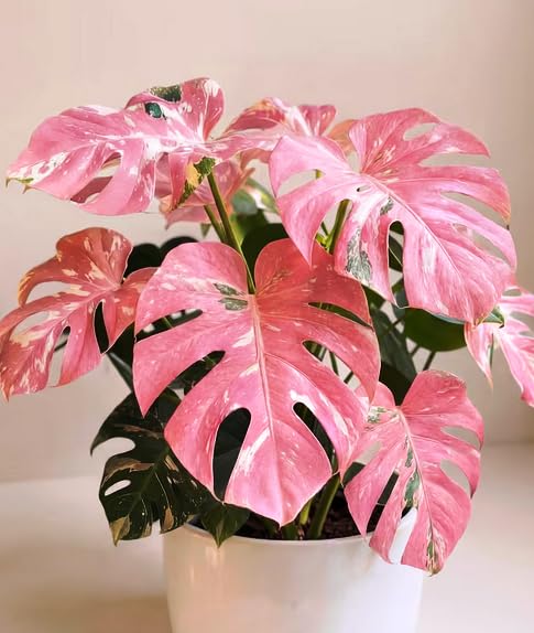 snake plants 6'' Snake Plant Black Coral