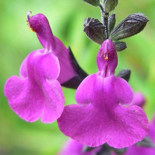 Plant World Seeds Salvia Muelleri Seeds (Perennial Flower Seeds) Amazon.co.uk Garden