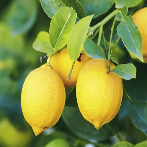 30+ Lemon Seeds For Planting #TOP3