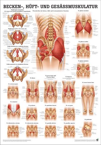 Ruediger anatomia PO53dLAM tablica na mięśnie miednicy, bioder i pośladków, 50 cm x 70 cm, laminowana