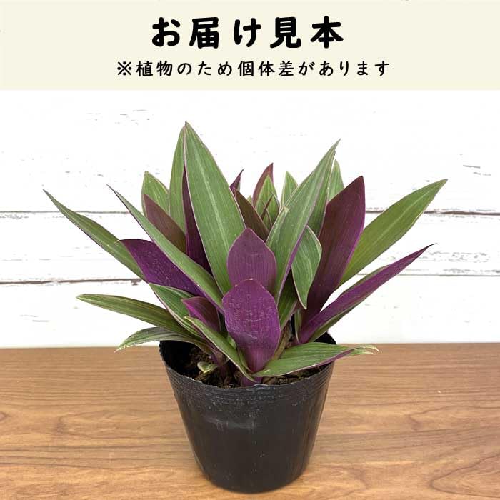 Amazon.co.jp: ムラサキオモト オーロラ 10.5cm ポット苗 観葉植物