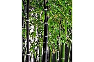 Phyllostachys nigra: 300+ Exotic Black Bamboo Seeds for Fast Landscaping