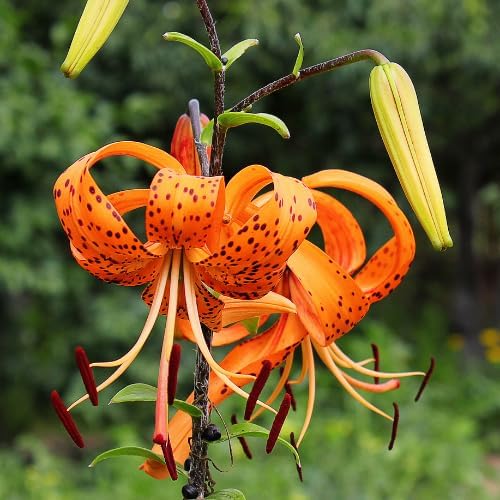 10 Turks Cap Lily Bulbs, Tiger Lily Flower Bulbs, Orange Flower Live Plant