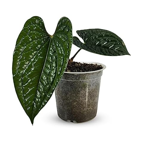 Anthurium Luxurian by Leal Plants Ecuador | Exotic Green Indoor House Plant | Rare Anthurium for Living Rooms | Stunning Crystallinum Houseplant | Low-Maintenance Tropical Plants Cover