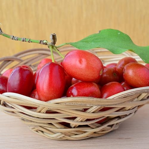 20 Cornelian Cherry Fruit Tree Seeds - Edible Dogwood Berry Shrub Seeds For Planting Garden #TOP3