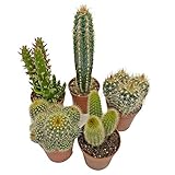 5 Cactus Plants Potted Cacti Houseplants Mixed Indoor Plant Selection