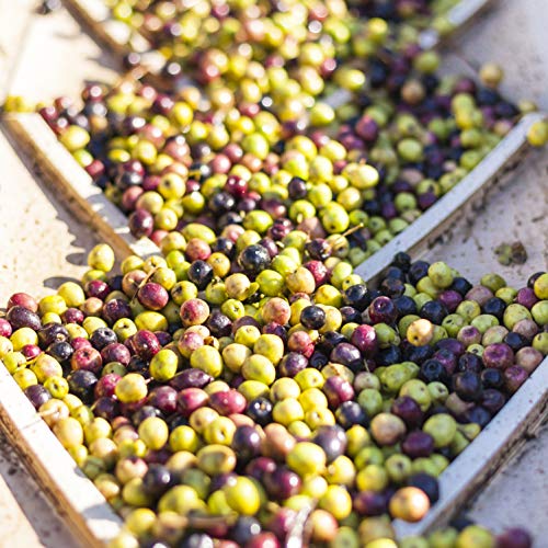 Calivirgin Olive Oil & Balsamic Vinegar Gift Set Modena Balsamic