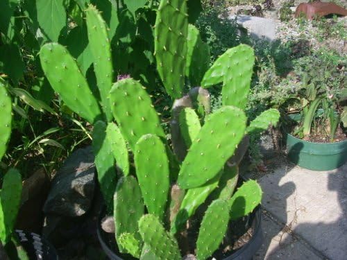 Prrickly Pear Cactus 1 Small Pad Unrooted by CACTUS SUCCULENT