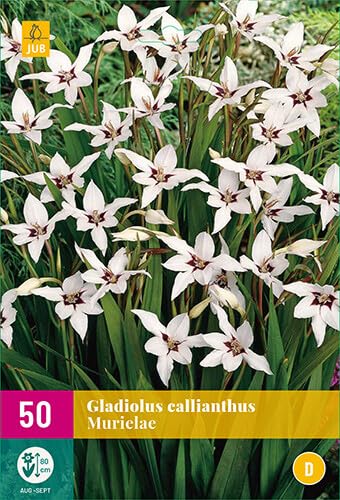50 GLAÏEULS CALLIANTHUS MURIELAE