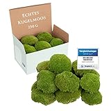 Nuestra decoración de musgo se conserva suavemente y es duradera durante varios años y se puede utilizar una y otra vez. Te suministramos el musgo conservado en forma de bola, ya que se ha teñido con pintura a base de alimentos, puede decolorarse fácilmente.