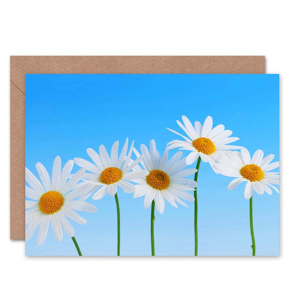Wee Blue Coo DAISY FLOWER NATURE PHOTOGRAPH BLANK GREETINGS BIRTHDAY CARD ART
