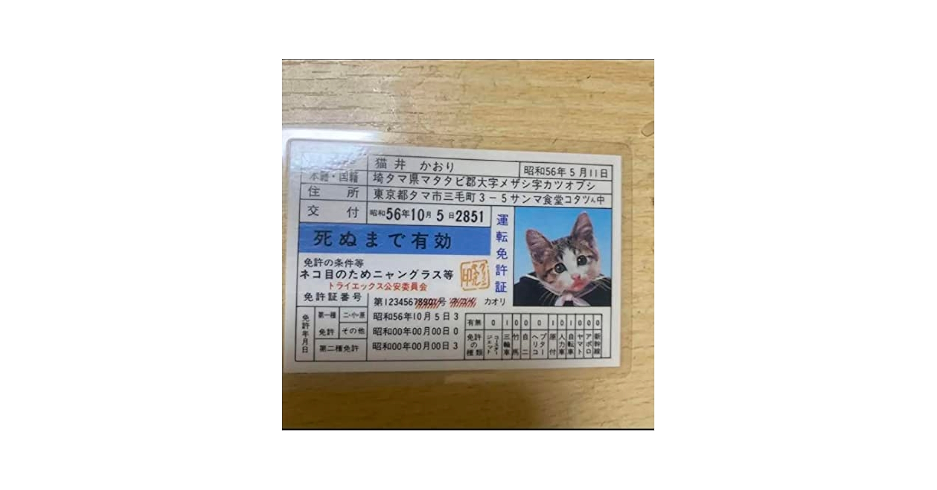 Amazon.co.jp: 当時物 昭和56年 なめ猫 猫井かおり免許証カード