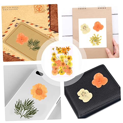 Set de 40 flores secas prensadas para decoración y manualidades miniatura 7