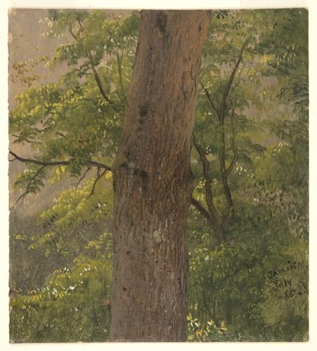 Poster Woodland Study Jamaica pour salon nature et chic