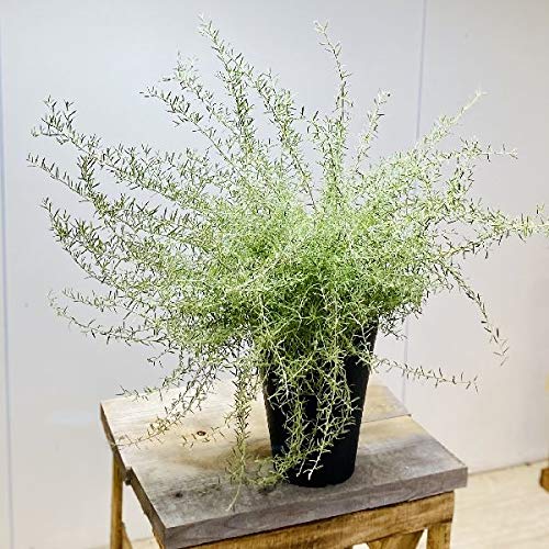 Amazon.co.jp: 花苗 観葉植物：グレビレア ラベンダーグレビレア*7号