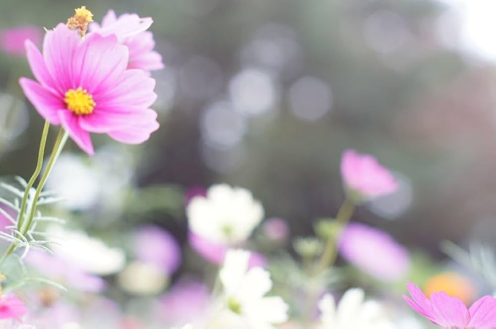 Amazon | PENTAX PENTAX SUPER-TAKUMAR 55mm F1.8 M42アダプター