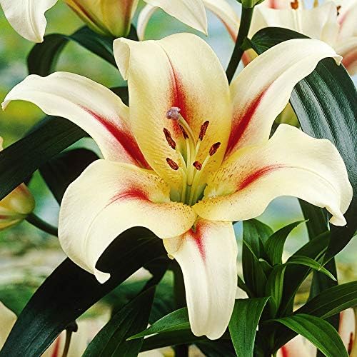 - LAVON Orienpet Lilies Flower Bulbs - 3 Lily Bulbs per Pack - Pleasantly Scented - Attracts Butterflies and Hummingbirds - Good as Cut Flowers - Grows Well in Containers - Perennializing Garden