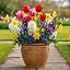 60 spring flower bulbs mix