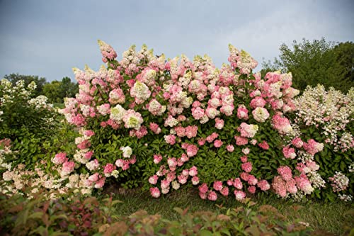Vancefelkel 60+ Vanilla Strawberry Hydrangea Seeds For Planting - Strawberry Sundae Hydrangea Tree Seeds To Plant - Pink Hydrangea Flowers Tree Bush Plants Seeds Planting In Pot/Outdoors/Bonsai #TOP4