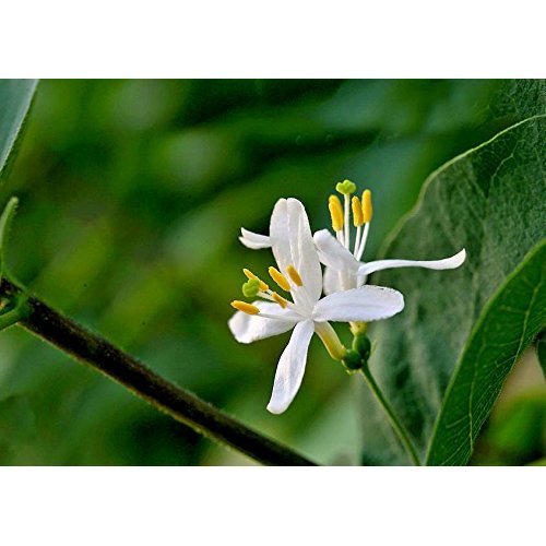 Caprifoglio: 6 usi e benefici di questa pianta da giardino Caprifoglio: 6 usi e benefici di questa pianta da giardino