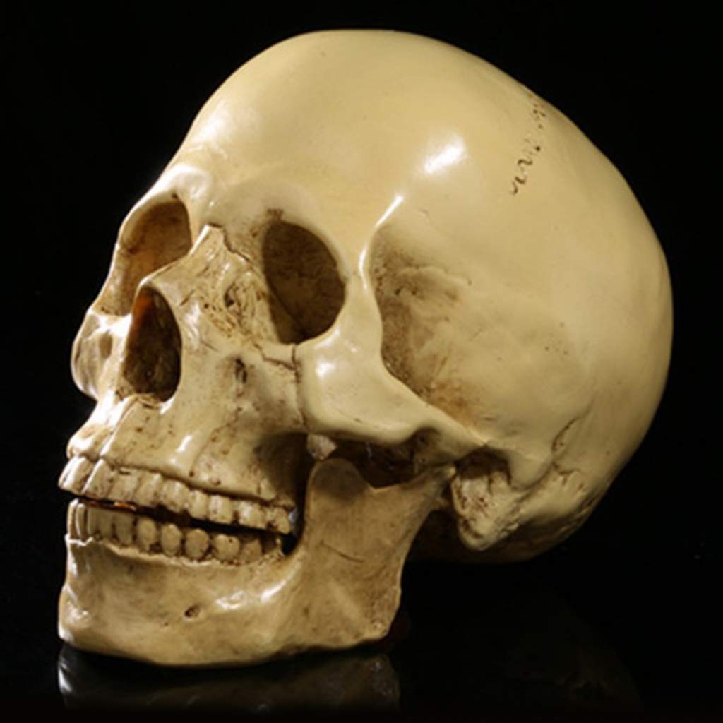 1:1 Realista Replica Cráneo Resina Cráneo Esqueleto Cabeza Modelo