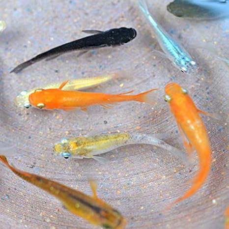 Amazon めだか物語 めだか色々お楽しみ10匹セット 生体 めだか物語 観賞魚 水中生物 通販