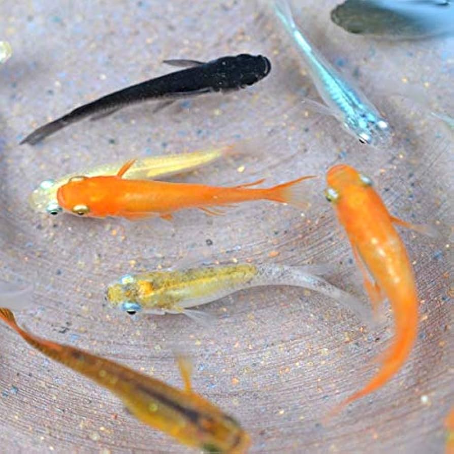 さ*丸様 【匿名配送】 (限定品) うきよゑもん 天狗金魚 メダカ・金魚の炭玉 小3個入｜郵便局のネットショップ