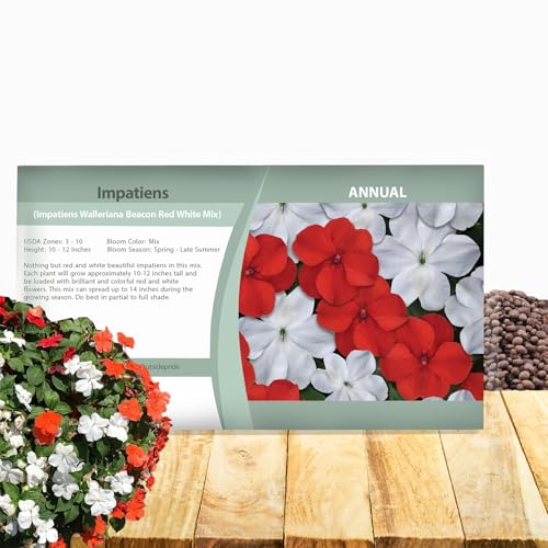 Outsidepride Beacon Red White Mix Impatiens Flower Seeds - 100 Pcs Annual, Compact & Pollinator Friendly, Impatiens Seeds for Planting w/Vibrant, Abundant Blooms for Shade Gardens & Containers