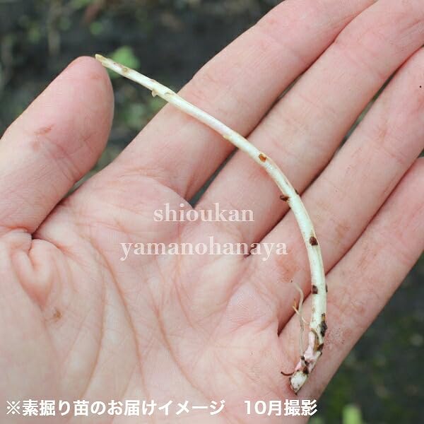 Amazon.co.jp: ミソハギ 素掘り苗5株 湿地性多年草/ビオトープ/禊萩