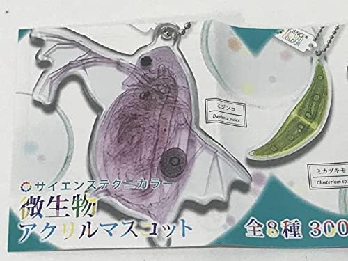 Amazon Co Jp サイエンステクニカラー 微生物 アクリルマスコット 全8種 ミドリムシ ボルヴォックス ミカヅキモ ミジンコ いきもん ホビー 通販 Amazon Co Jp サイエンステクニカラー 微生物 アクリルマスコット 全8種 ミドリムシ ボルヴォックス ミカヅキモ ミジンコ いきもん ホビー 通販