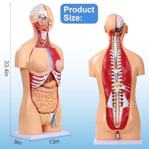 Image of Dual-Sex Human Body Model 33.4 inch, 32 Part Removable Human Torso Anatomy Model with Heart Brain Visceral Organ Muscular Layers Bone Vessels Includes Manual for Medical Scientific Education