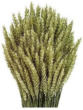Hogewoning Natural Triticum Wheat Grass
