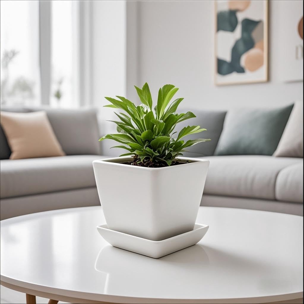 Amazon.com : Square Plant Saucer 6 Inch 2 Pack，Plant Trays for