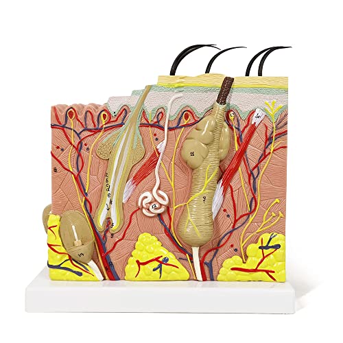 Image of Human Anatomy Skin Model, 50X, with Hair, with Teaching Manual | Benilev Skin Anatomy Model, Suitable For Anatomy Study, Education And Teaching Demonstration, Ideal For Medical Students