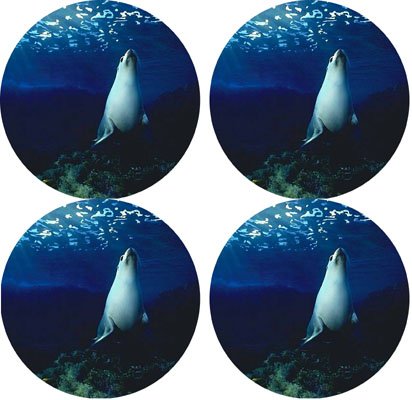 Seal marine life Rubber Round Coaster set (4 pack) Great Gift Idea