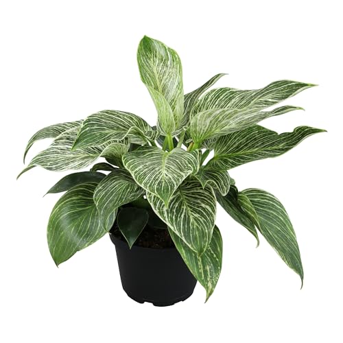 Variegated Philodendron Birkin Houseplant Powerful Air Purifying Plant Easy to Grow Upright Philodendrons Popular Live Indoor Plants 6 in. Grower Pot