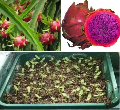 Dragon Fruit Seeds | Purple Fleshed | 20+ Seeds