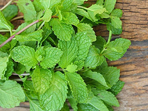 Biocarve Seeds Mint (Mentha piperita)-NM Seeds (B09BMZH56Z) Amazon Price History, Amazon Price Tracker