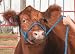 Weaver Leather's Extra Heavy Rope Halter