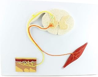 Human Reflection Model Nerve Conduction Nervous System Reflection Conditional Structure Nerve Reflection Arc Model Anatomy Teaching Props