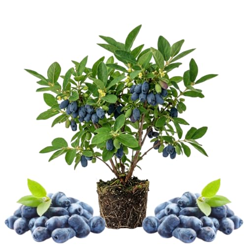 Blue Haskap Honeyberry Plant Cold Hardy Berry Bush Edible Fruit 6-8 Tall Haskap Fruit Plants for Garden