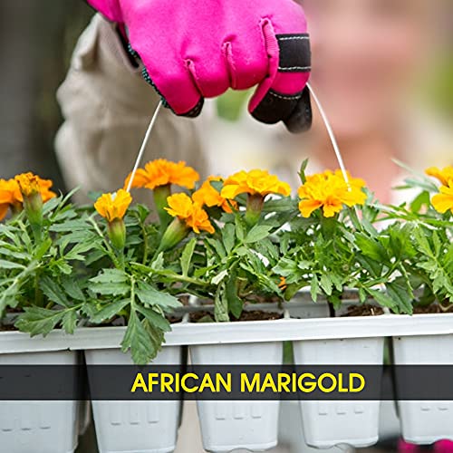 Image of Kraft Seeds Plastic Planter with Bottom Plate, Red, 7.5-inch , Pack of 4 & Summer Bloom Flower Seeds 3 Varieties in 1 Pack