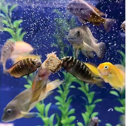 Freeze Dried California Blackworms - All Natural - (100+ Cubes) - Perfect for Marine & Tropical Aquariums - High Protein, No Preservatives - Ideal Live Blackworms Alternative Fish Food (25 Grams)