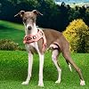 Puppia Kealoha Dog Harness X Fashionable Flower Pattern Spring Summer Harness for Small and Medium Dogs, Pink, Medium