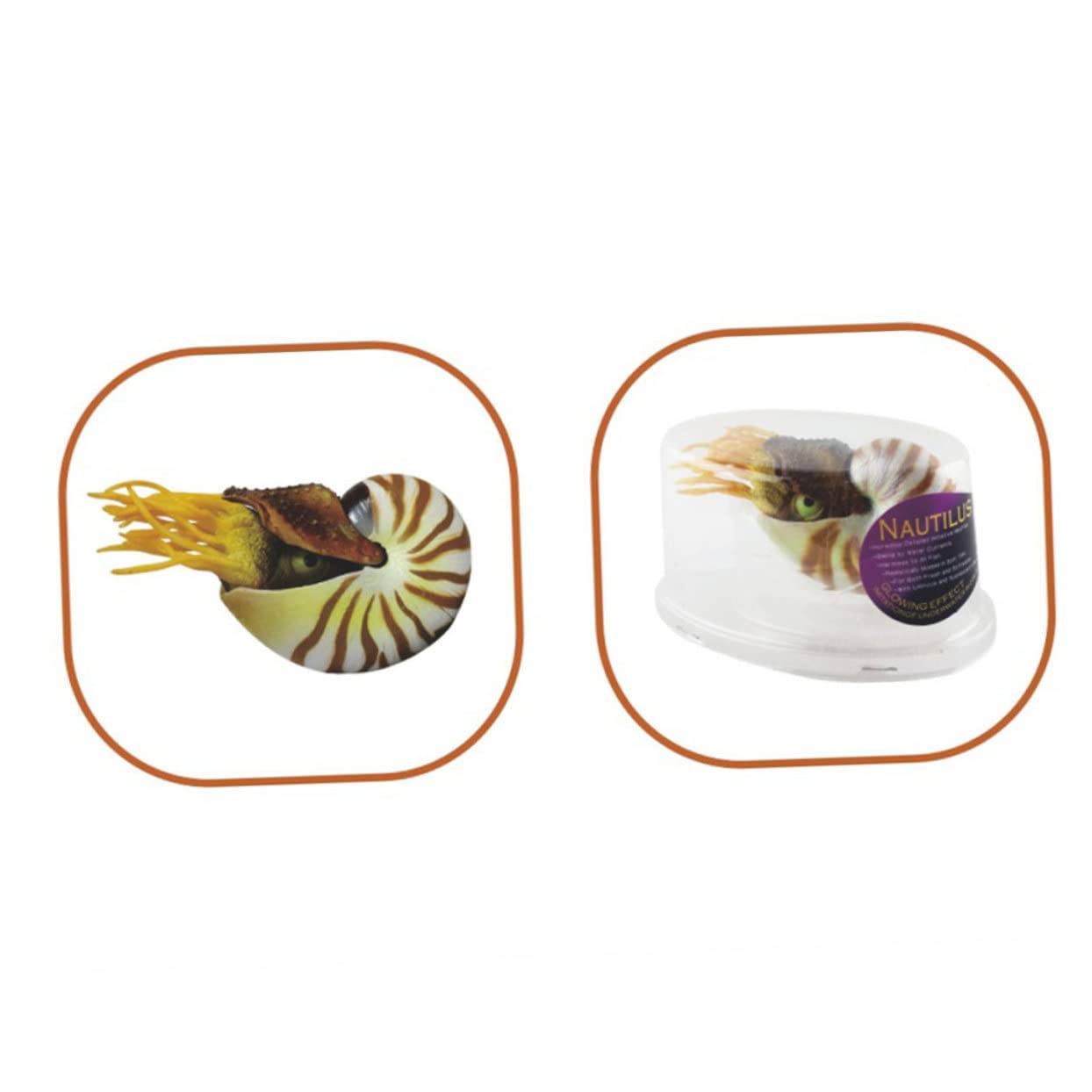 ULTECHNOVO 2 Pezzi Decorazioni a Guscio Conchiglia Nautilus Arredamento di Conchiglie Decorazione di Grandi Dimensioni Conchiglie di Mare Conchiglie di Acquari Acquario