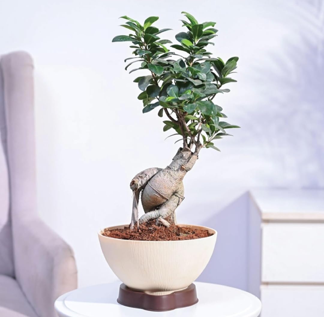 Ficus Bonsai Live Plant For Home Indoor With ARA-20 Self Watering Pot | Indoor Plant, Bonsai Tree-image-14