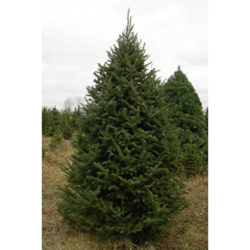 Portal Cool Rosa: Gladiolo perenne Semi di Fiori Giardino Piante en Vaso aerobico Spada Lily Ok 04